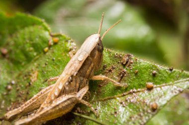Çekirge doğa üzerinde arka plan olarak bırakır