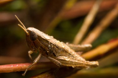 Çekirge doğa üzerinde arka plan olarak bırakır