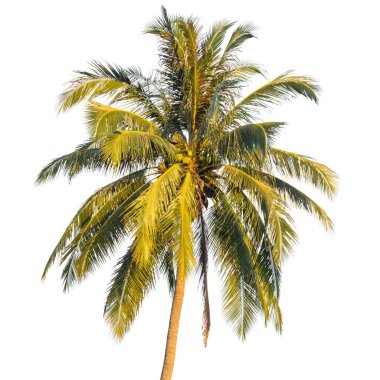 Beyaz arkaplanda izole edilmiş hindistan cevizi ağacı