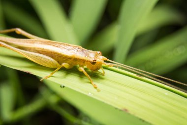 Doğadaki cırcır böceği arka planda kalır