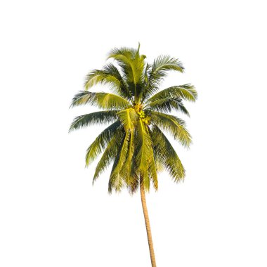 Beyaz arkaplanda izole edilmiş hindistan cevizi ağacı