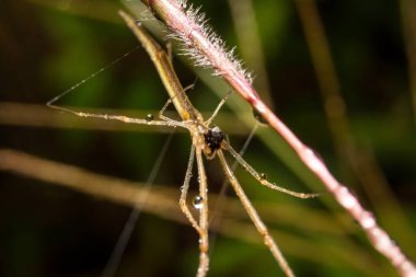 Örümceğin doğada bıraktığı yapraklar