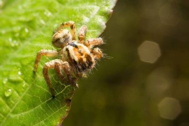 Örümceğin doğada bıraktığı yapraklar
