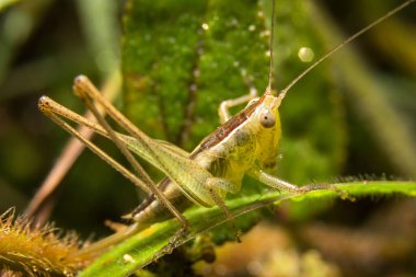 Grasshopper on nature leaves as background clipart