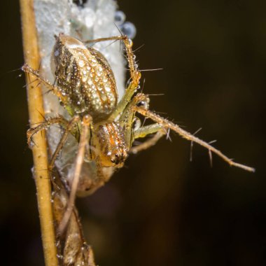 Örümceğin doğada bıraktığı yapraklar