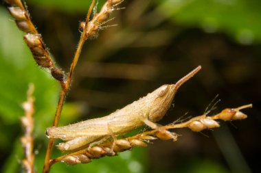 Çekirge doğa üzerinde arka plan olarak bırakır
