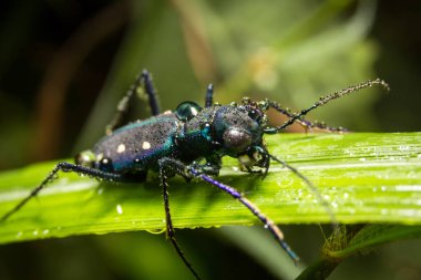 Böcek makrosu, arka plan olarak doğa yaprakları üzerinde