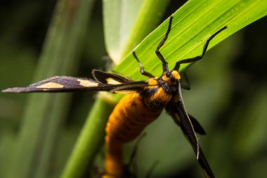 Böcek makrosu, arka plan olarak doğa yaprakları üzerinde
