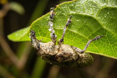 Böcek makrosu, arka plan olarak doğa yaprakları üzerinde