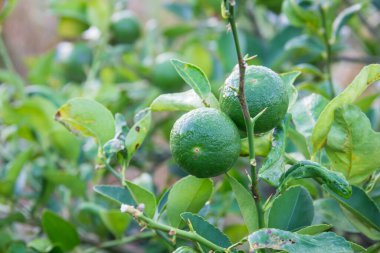Taze yeşil limon veya limon ağacı üzerinde.
