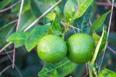 Taze yeşil limon veya limon ağacı üzerinde.