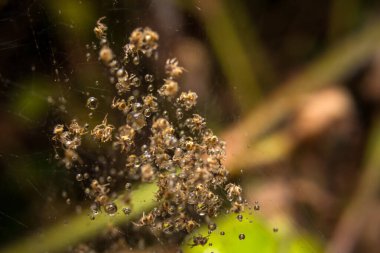 Örümceğin doğada bıraktığı yapraklar