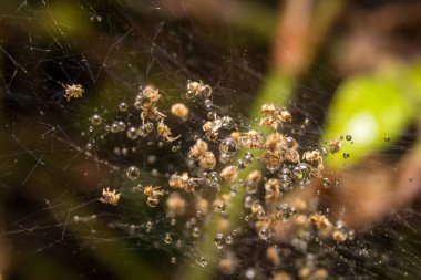 Örümceğin doğada bıraktığı yapraklar