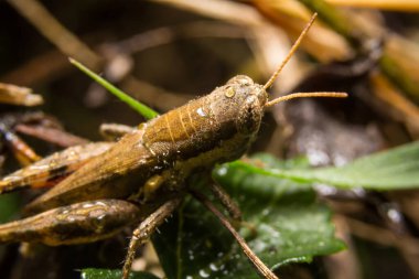 Çekirge doğa üzerinde arka plan olarak bırakır