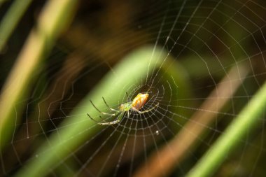 Örümceğin doğada bıraktığı yapraklar