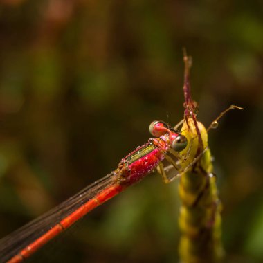 Doğa üzerindeki yusufçuk arka planda kalır