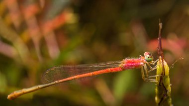 Doğa üzerindeki yusufçuk arka planda kalır