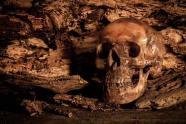 Eski ahşap arka planda insan kafatası, natürmort