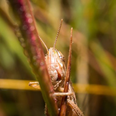 Çekirge doğa üzerinde arka plan olarak bırakır