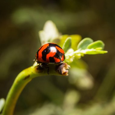 Arka planda yeşil yapraklı siyah benekli uğur kuşu