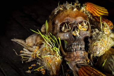 Eski ahşap arka planda mısırlı insan kafatası filizleniyor..