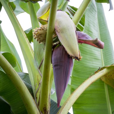 Arka planda muzlar olan muz ağacı