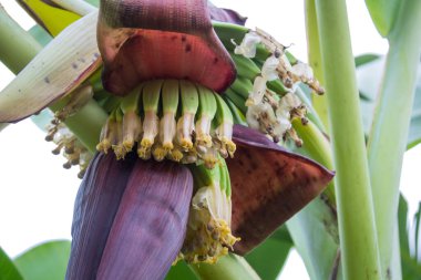 Arka planda muzlar olan muz ağacı