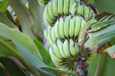 Arka planda muzlar olan muz ağacı