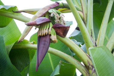 Arka planda muzlar olan muz ağacı
