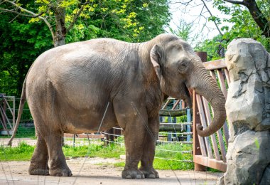 Karlsruhe Hayvanat Bahçesi 'ndeki filin yan görüntüsü.