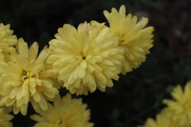 Sonbaharda yerel bir bahçede farklı renklerde kasımpatı buketleri yakalandı.