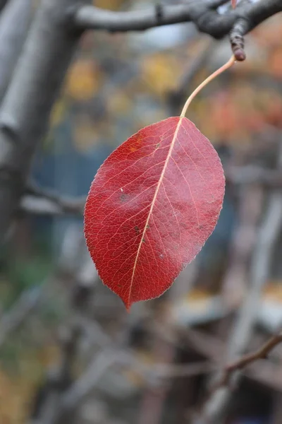비오는 무늬가 매크로 잎사귀 — 스톡 사진