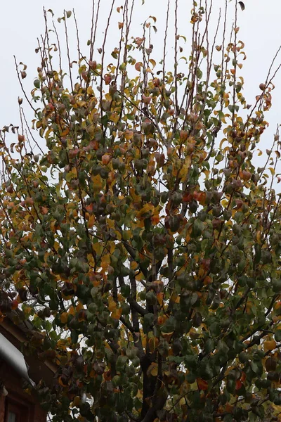 Wiśnia Drzewo Zaskoczony Późny Jesień Mglisty Ranek — Zdjęcie stockowe