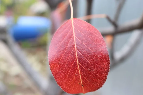 비오는 무늬가 매크로 잎사귀 — 스톡 사진