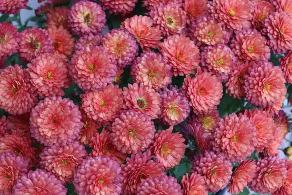 Букеты Хризантем Разных Цветов Пойманных Местном Саду Поздней Осенью — стоковое фото