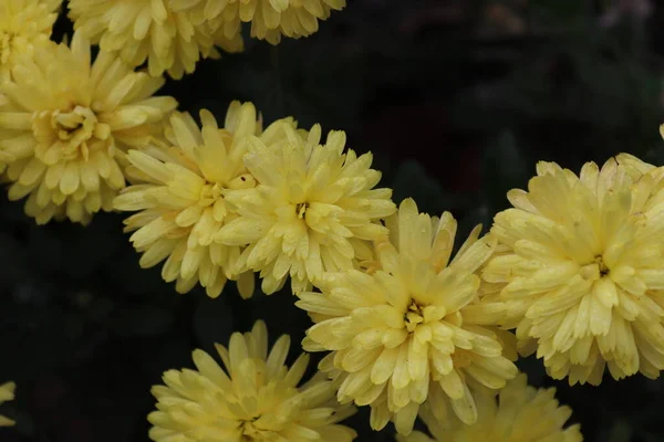 Sträuße Von Chrysanthemen Verschiedenen Farben Einem Lokalen Garten Spätherbst Gefangen — Stockfoto