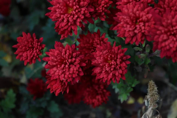 Bir Buket Kırmızı Kasımpatı Sonbaharda Yerel Bir Bahçede Yakalandı — Stok fotoğraf