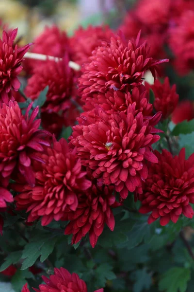 Kytice Červených Chryzantémat Chycená Místní Zahradě Koncem Podzimu — Stock fotografie
