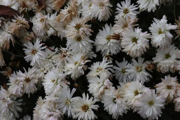 Sträuße Von Chrysanthemen Verschiedenen Farben Die Spätherbst Einem Örtlichen Garten — Stockfoto