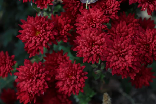 Ramo Crisantemos Rojos Capturados Jardín Local Finales Otoño — Foto de Stock