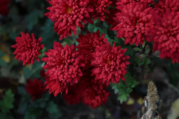 Bir Buket Kırmızı Kasımpatı Sonbaharda Yerel Bir Bahçede Yakalandı — Stok fotoğraf