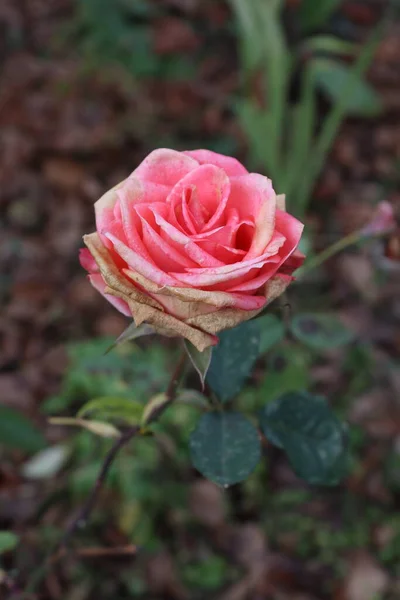 Ροζ Τριαντάφυλλο Συλλαμβάνεται Μια Βροχερή Μέρα Ένα Τοπικό Κήπο — Φωτογραφία Αρχείου