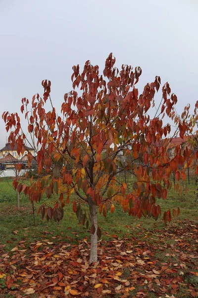 木のシルエットは秋の終わりに驚いた 葉が枯れる様子を見ることができます — ストック写真