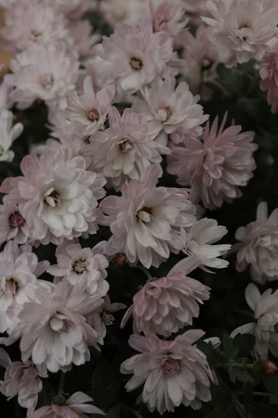 Ramo Crisantemos Situado Jardín Local Finales Otoño Principios Invierno — Foto de Stock