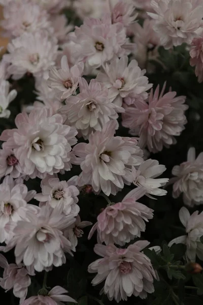初冬の地元の庭にある菊の花束 — ストック写真