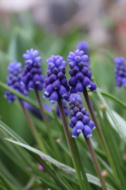 Yerel bir çevrede bulunan bir buket küçük üzüm sümbülü. 