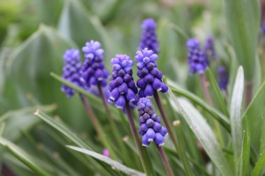 Yerel bir çevrede bulunan bir buket küçük üzüm sümbülü. 