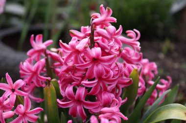 Buralı bir adamın bahçesinde bir buket pembe sümbül.