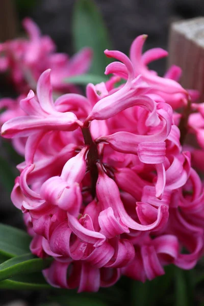 Bukett Rosa Hyacint Lokal Mans Trädgård — Stockfoto