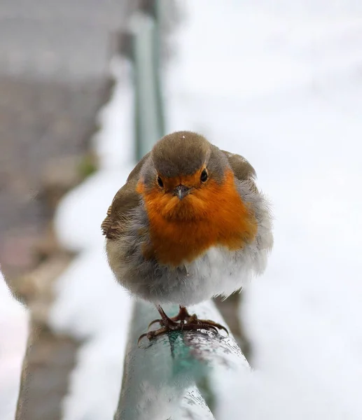 Закрыть Фотографии Симпатичной Птицы Робин Прохладную Погоду — стоковое фото